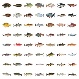100 Pcs Fish Vinyl Stickers,Realistic Ocean Sea Animal Graffiti Stickers,Vinyl Waterproof Sticker for Kids Teens Girls,for Phone Laptop Bottles Skateboard Computer Phone Luggage Guitar Gifts Sticker
