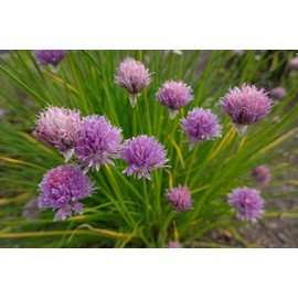 Common Chives Seeds for Planting, 1000+ Heirloom Seeds Per Packet, (Isla's Garden Seeds), Non GMO Seeds, Botanical Name: Allium tuberosum, Great Herb Garden Gift