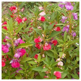 Everwilde Farms - 1/4 Lb Camilia Flowered Mix Balsam Wildflower Seeds - Gold Vault