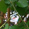 100 Pieces Vines Fastener Grape Support Clips Plant Vine Clips