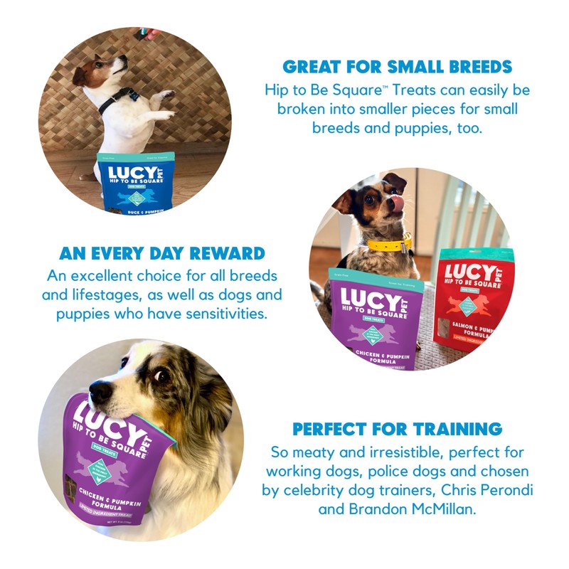 Lucy Pet Hip To Be Square Chicken And Pumpkin Dog