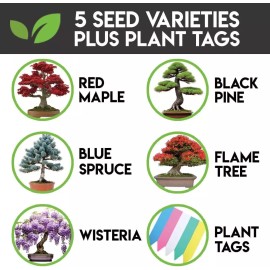 CZ Grain 5 Type Bonsai Tree Kit, Wisteria, Black Pine, Blue Spruce, Red Maple, Flame Tree