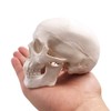 Mini Skull Model - Small Size Human Medical Anatomical Adult