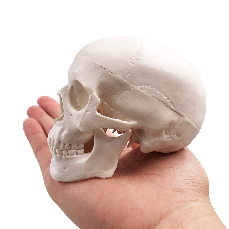 Mini Skull Model - Small Size Human Medical Anatomical Adult