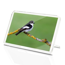 Classic Rectangle Magnet with Stand - Pied Flycatcher Bird Nature Wildlife - Fridge Locker Office Whiteboard Toolbox #51668
