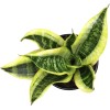 Planta Sansevieria Zeylanica Resistente Para Interiores Lengua De Suegra