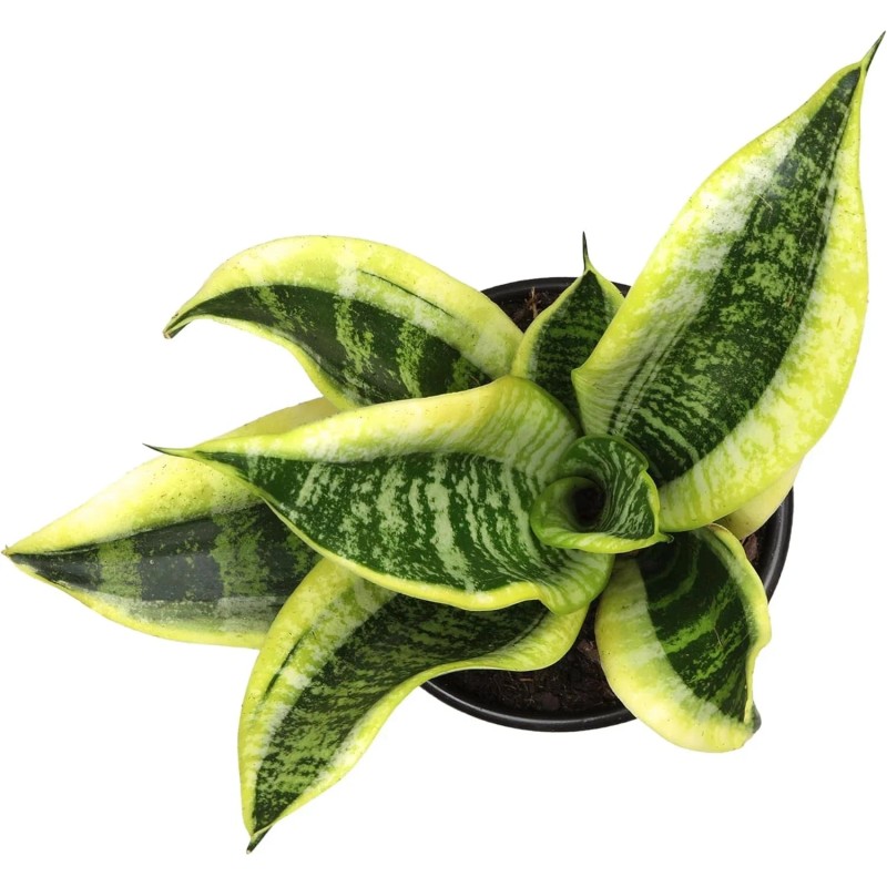 Planta Sansevieria Zeylanica Resistente Para Interiores Lengua De Suegra