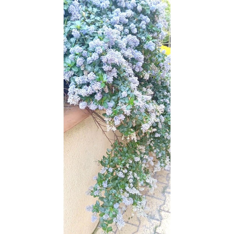 Home-Growth Blueblossom, Ceanothus Thyrsiflorus - 20 Seeds 2025 - USA