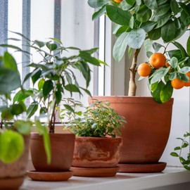 M METERXITY 6 Pack Planter Saucers - Plastic Plant Tray Flowerpot Drip Trays Round Apply to Outdoor/Garden (6.7 Inch/ 17cm, Beige)