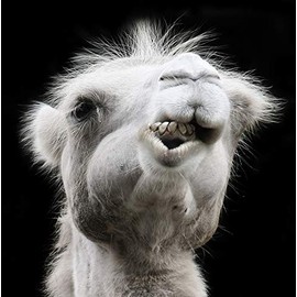 Camel Greeting Card - Square