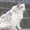 Cat Harness and Leash Set for Safe Walking, Escape Proof