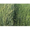 3,000 Rye Seeds Wildlife Food Plot Forage Cover Crop