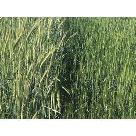 3,000 Rye Seeds Wildlife Food Plot Forage Cover Crop