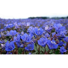 TheGardeningWorld California Bluebell Desert Canterbury Flower Seeds Phacelia (500 to 5000 Seeds) (5000)