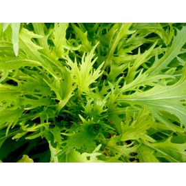 2000 Mizuna Mustard Seeds for Planting Heirloom Non GMO 4+ Grams Garden Vegetable Bulk Survival Microgreems Mustard Sprouts