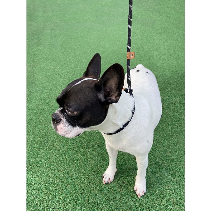 Petarea 5 FT Slip Lead Dog Leash, Heavy Duty Rope