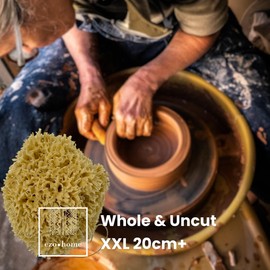 XXL Sea Sponge Very Large 20cm Unbleached Honeycomb Natural Seasponge for Bath Use, for Baby, or Art use (XXL Size 18-22cm)