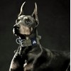 Kawagogo Large Dog Collar, Tactical Military Training Heavy Duty Dog