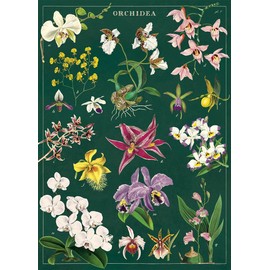 Cavallini Papers & Co. Decorative Wrap Poster, 28" x 20", Orchid (WRAP/ORCHID)