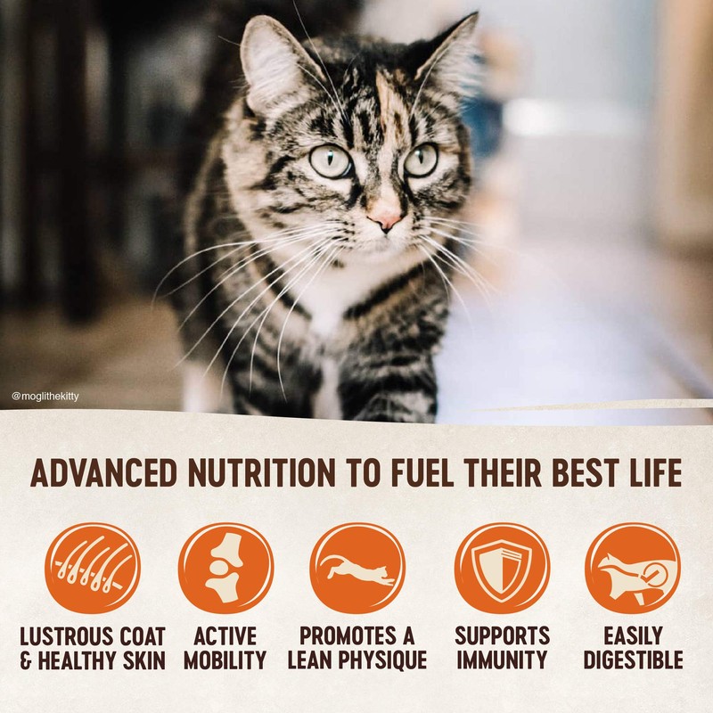 Wellness CORE Natural Grain Free Dry Cat Food