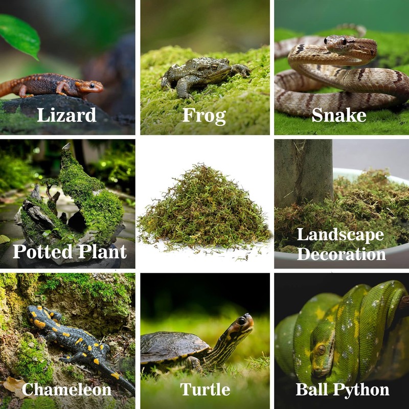Sukh Sphagnum Moss for Reptiles -Terrarium Moss for Reptiles Peat