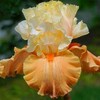 DouxiE 35pcs Mixed Color Rare Heirloom Iris Seeds - Stunning