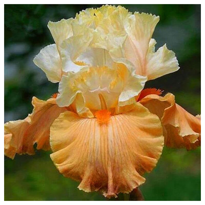 DouxiE 35pcs Mixed Color Rare Heirloom Iris Seeds - Stunning