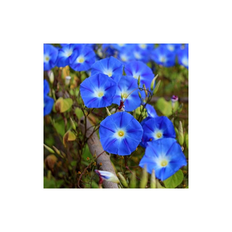 50 Morning Glory Heavenly Blue Seeds USA Harvested pollinator bee