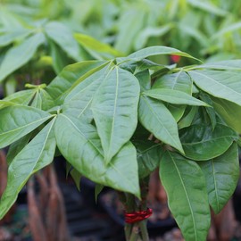 Brussel's Bonsai Live Money Tree Plant Grove - 4 Years, 10 to 14 Inches Tall - Indoor Bonsai Trees in Ceramic Bonsai Pot