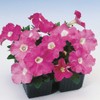 Outsidepride Petunia Multiflora Pink - 250 Seeds