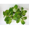 Water Lettuce (5 Live Plants)