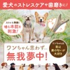 Deer Antler Dog, Yezo Deer, Hokkaido, Large Size (For Extra