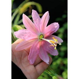 30 Pcs Passiflora Seeds - Passiflora mollissima Banana Fruit - Passionfruit Flower Seeds