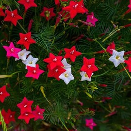 Eden Brothers Morning Glory Seeds - Cypress Vine Mix, Non-GMO Seeds for Planting, 1/4 lb | Low-Maintenance Flower Seeds, Plant During Spring, Zones 1, 2, 3, 4, 5, 6, 7, 8, 9, 10