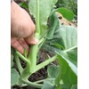 1000 Seeds: Chinese Kale kailaan Chinese Broccoli GAI LAN pak Choy Seeds