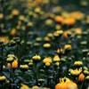 MQUPIN Chrysanthemum Tea Flowers Loose Leaf 3.5 oz/100g, Whole Dried