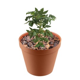 Premium Mini Orchid Bark for Plants, Wood Chips for Gardens, Orchid Bark Mulch, Ideal Orchid Bark for Potting Mix, A Beautiful Natural Brown Mulch 2 Quarts