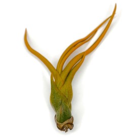 Bulbosa Air Plant, Guatemala Tillandsia Live Airplant, Healthy Arrival Guaranteed, Great Indoor Plant, Home Decor & Gift (Orange)