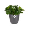 elho Brussels Orchid 12.5 - Flower Pot for Indoor -