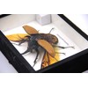 TAXIBUGS Real 5 Horned Beetle/Eupatorus Gracilicornis Flying Form Taxidermy in