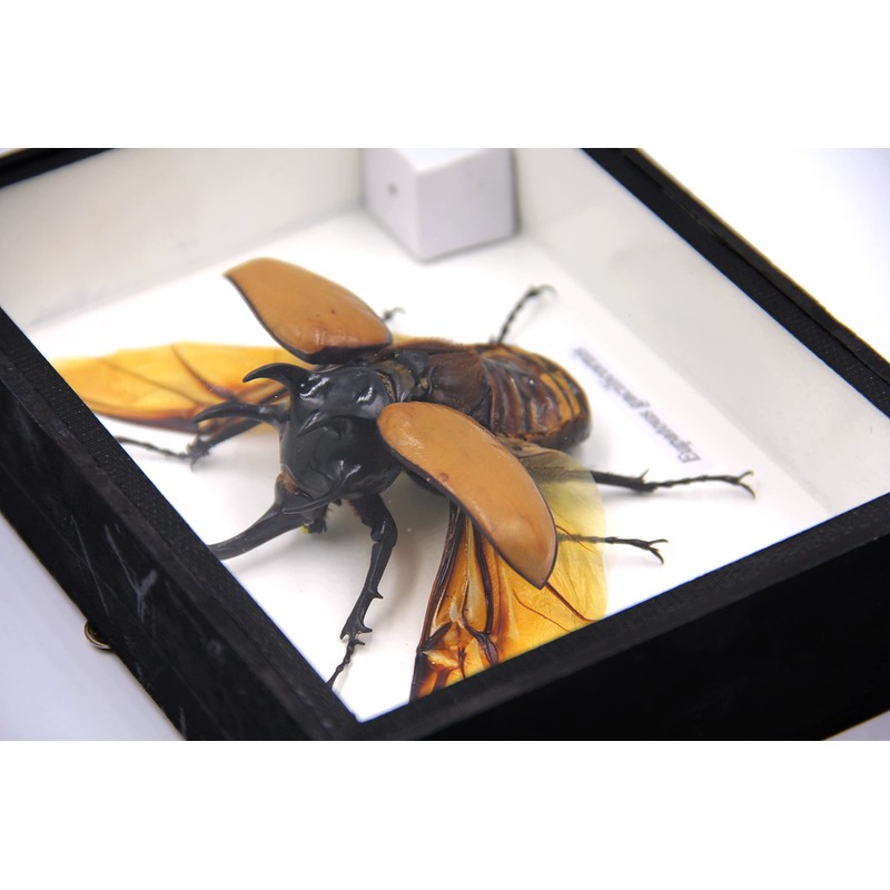 TAXIBUGS Real 5 Horned Beetle/Eupatorus Gracilicornis Flying Form Taxidermy in