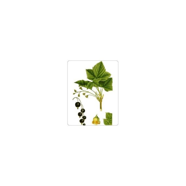Iphym Pharma Cassis Feuille Iphym Herboristerie Ribes nigrum, 50 g