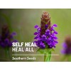 Southern Seeds Self Heal (Heal All) - Heirloom Seeds -