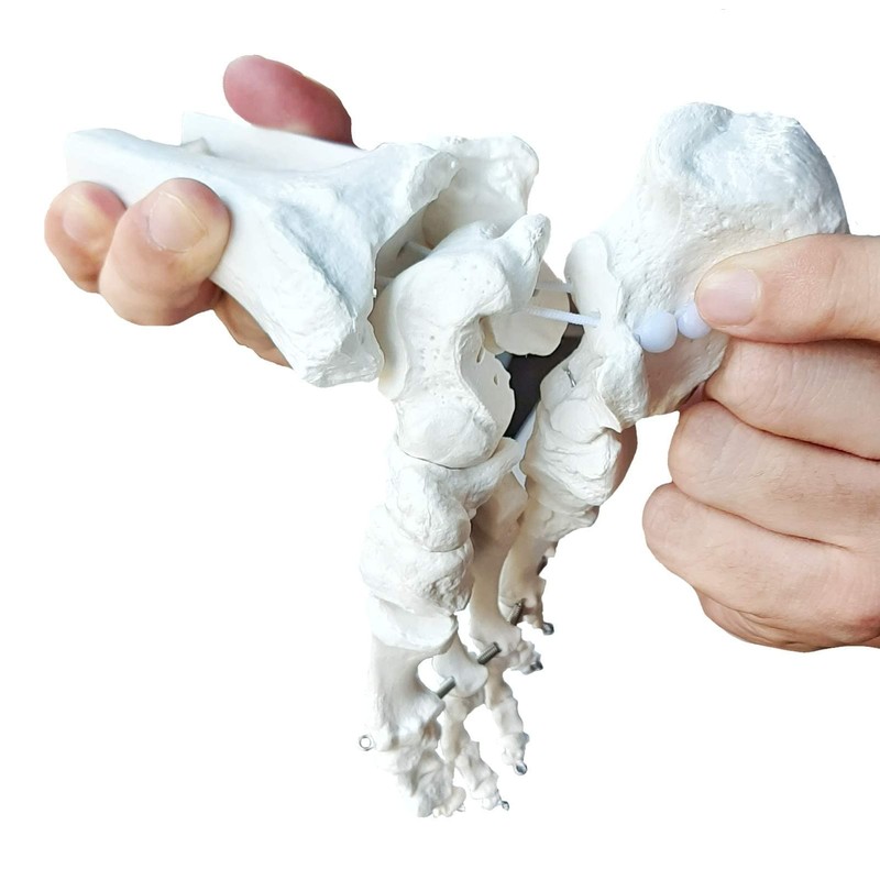 OWLIAN Ankle Skeleton Model, Ankle Freely Movable, Supervised by X-ray