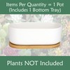 Ceramic Succulent Pots - 1 Pot - Short Oval Shaped