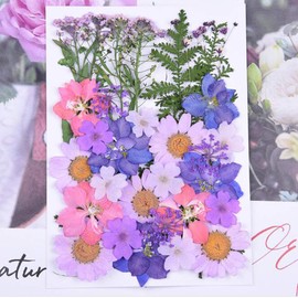 34 pcs Real Dried Pressed Flowers, Leaves Petals Colorful Daisies for Art Craft DIY Jewelry Candle Nail Pendant Crafts Making Art, Silicone Coaster and Resin Molds Floral Decors