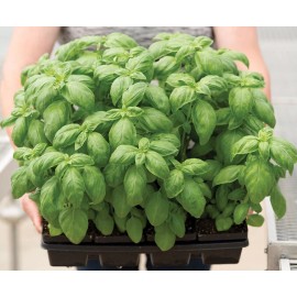 Genovese Basil Seeds | Organic | NON-GMO | Heirloom | Best Seller