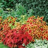 Outsidepride Coleus Wizard Mix - 200 Seeds