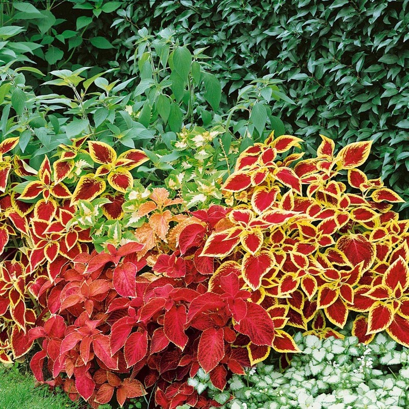 Outsidepride Coleus Wizard Mix - 200 Seeds