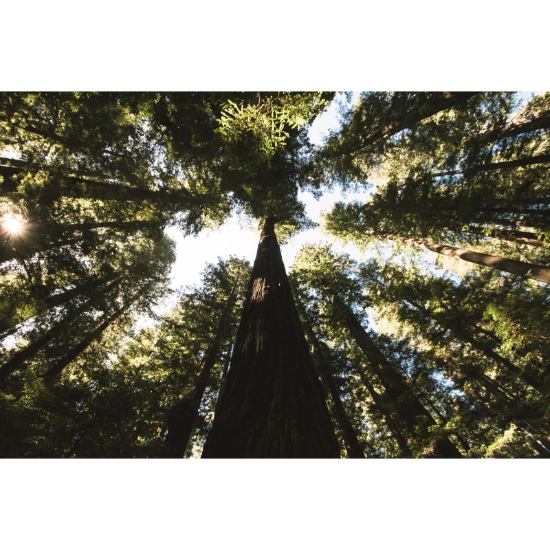 The Jonsteen Company Coast Redwood | Tree Seed Grow Kit